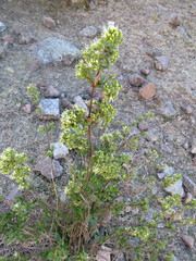 Ophryosporus charua