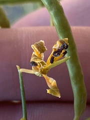 Carsonia sparsifolia