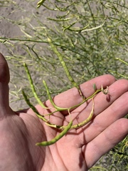 Carsonia sparsifolia