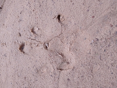 Hydrochoerus hydrochaeris