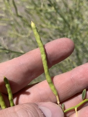 Carsonia sparsifolia