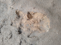 Hydrochoerus hydrochaeris