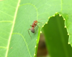 Camponotus rectangularis