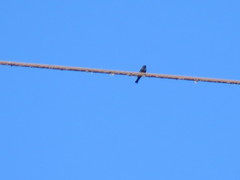 Knipolegus aterrimus