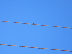 Knipolegus aterrimus