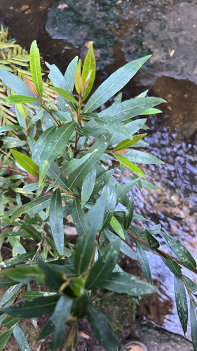 Tristania neriifolia observed 2025-08-06