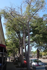 Ceiba speciosa