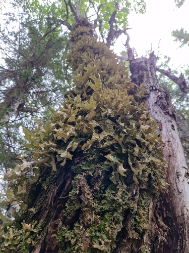 Tree Lungwort