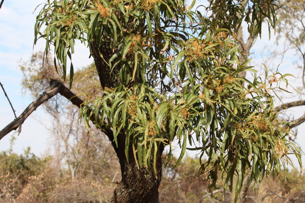 african sumac in August 2025 by Kyle Campbell · iNaturalist
