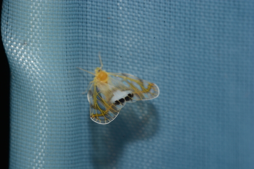 Rhotana maculata, 2025-08-04