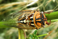 Megatibicen tremulus