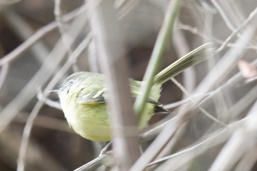 Mottle-cheeked Tyrannulet (Phylloscartes ventralis)
