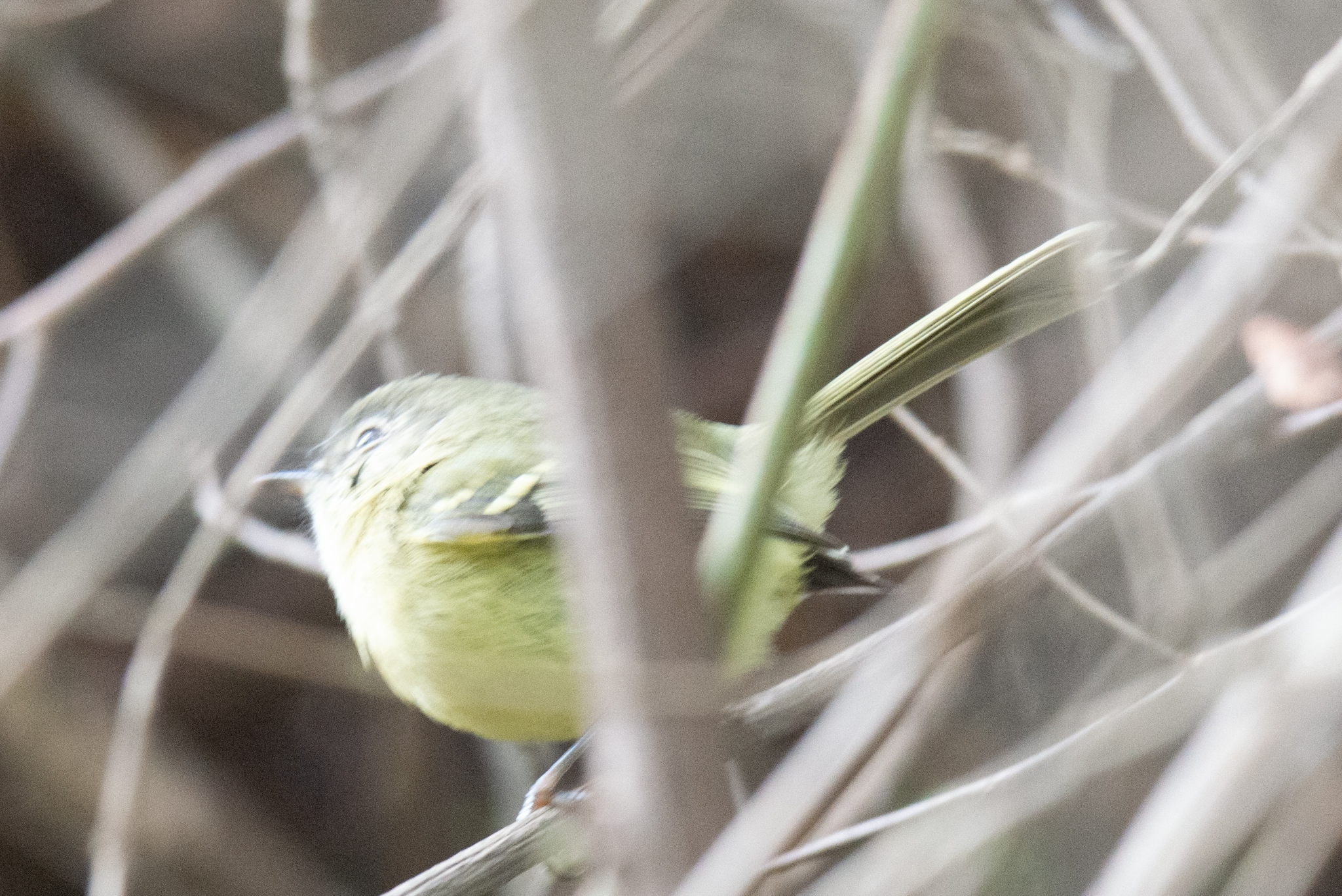 Mottle-cheeked Tyrannulet (Phylloscartes ventralis)