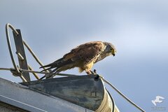 Common Kestrel photo 5