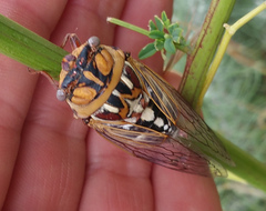 Megatibicen tremulus