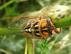 Megatibicen tremulus
