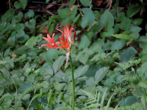 Orange spider lily (Lycoris sanguinea)