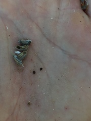 Astragalus brauntonii