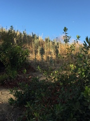 Astragalus brauntonii