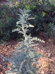 Astragalus brauntonii