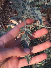 Astragalus brauntonii