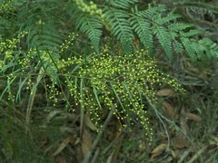 Acacia fimbriata
