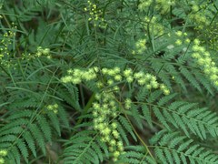 Acacia fimbriata