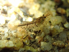 Caridina serrata