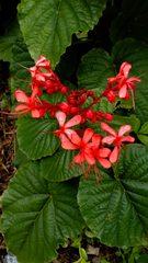 Clerodendrum speciosissimum