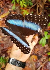 Morpho deidamia