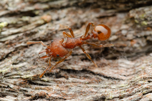 Epopostruma wardiEpopostruma wardi