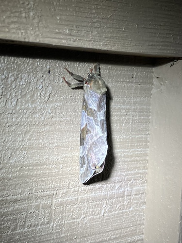 Four-spotted Ghost Moth photo 4