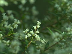 Leucopogon pimeleoides