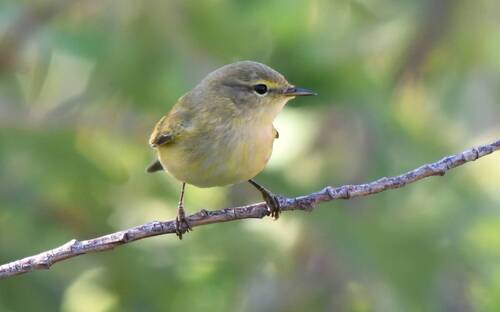 Mosquitero ibérico (Phylloscopus ibericus)