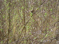 Tarphonomus certhioides