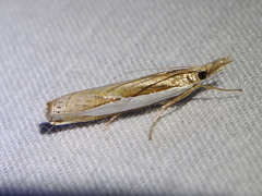 Crambus quinquareatus