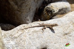 Microlophus occipitalis