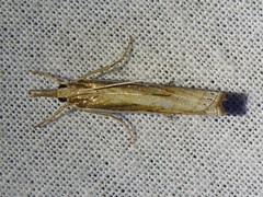Crambus quinquareatus