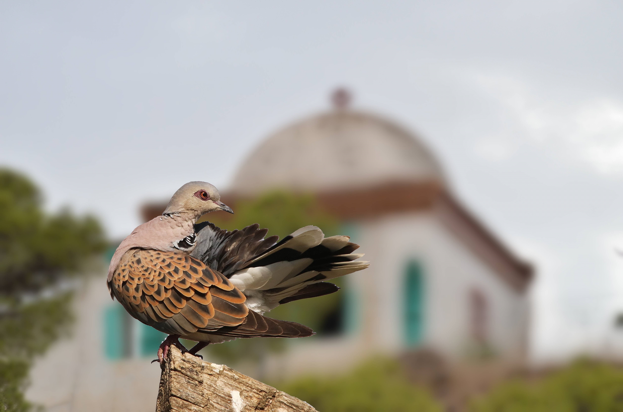 European Turtle Dove (Streptopelia turtur)