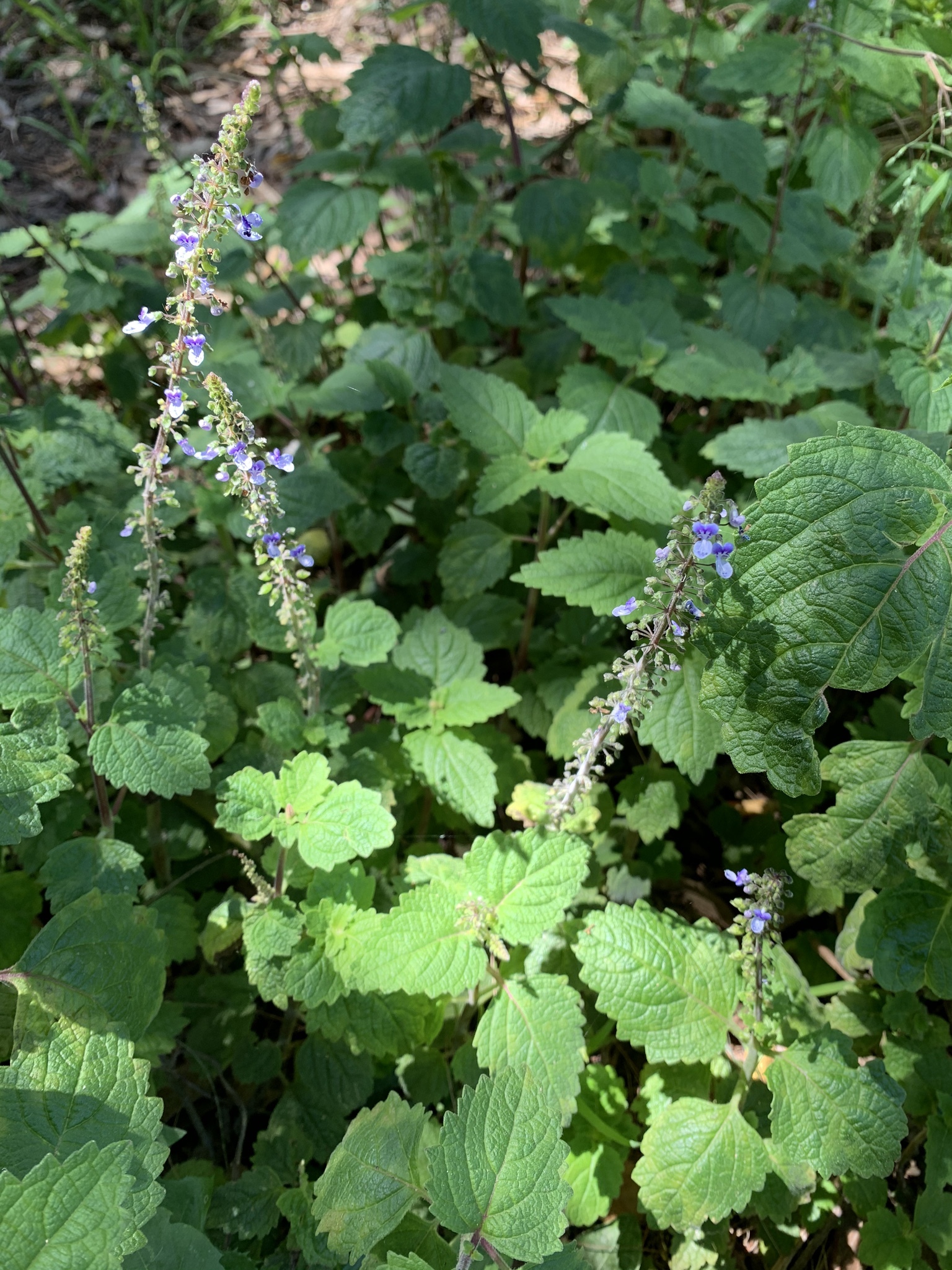 Coleus australis