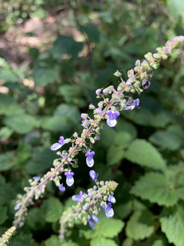 Coleus australis