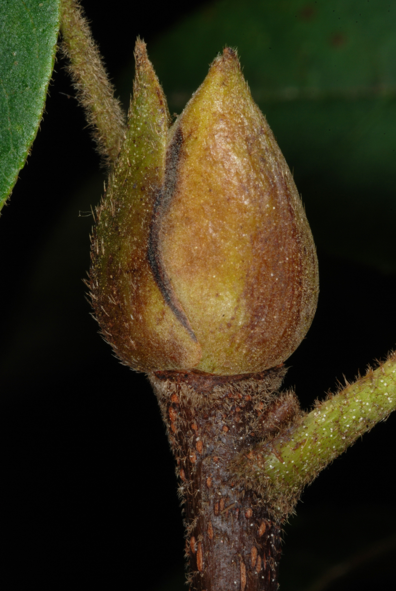 Carya tomentosa