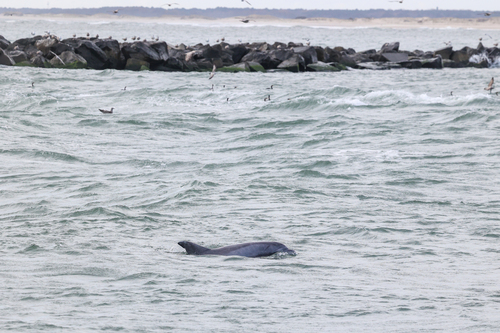 Tamanend's Bottlenose Dolphin photographed in Maryland