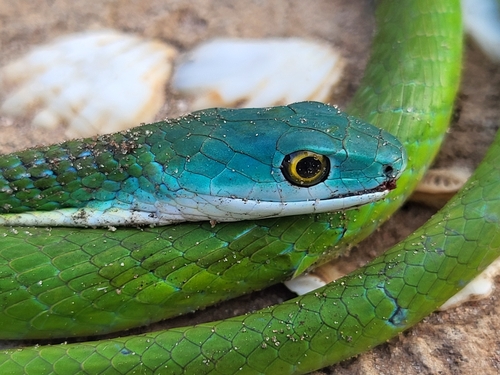Photo of a Irregular Green Snake (Philothamnus irregularis)