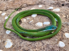 Irregular Green Snake photo 3