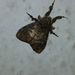 Orgyiini