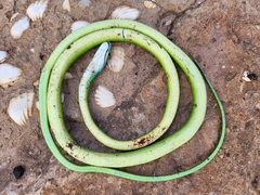 Irregular Green Snake photo 4