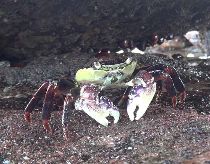 Leptograpsus