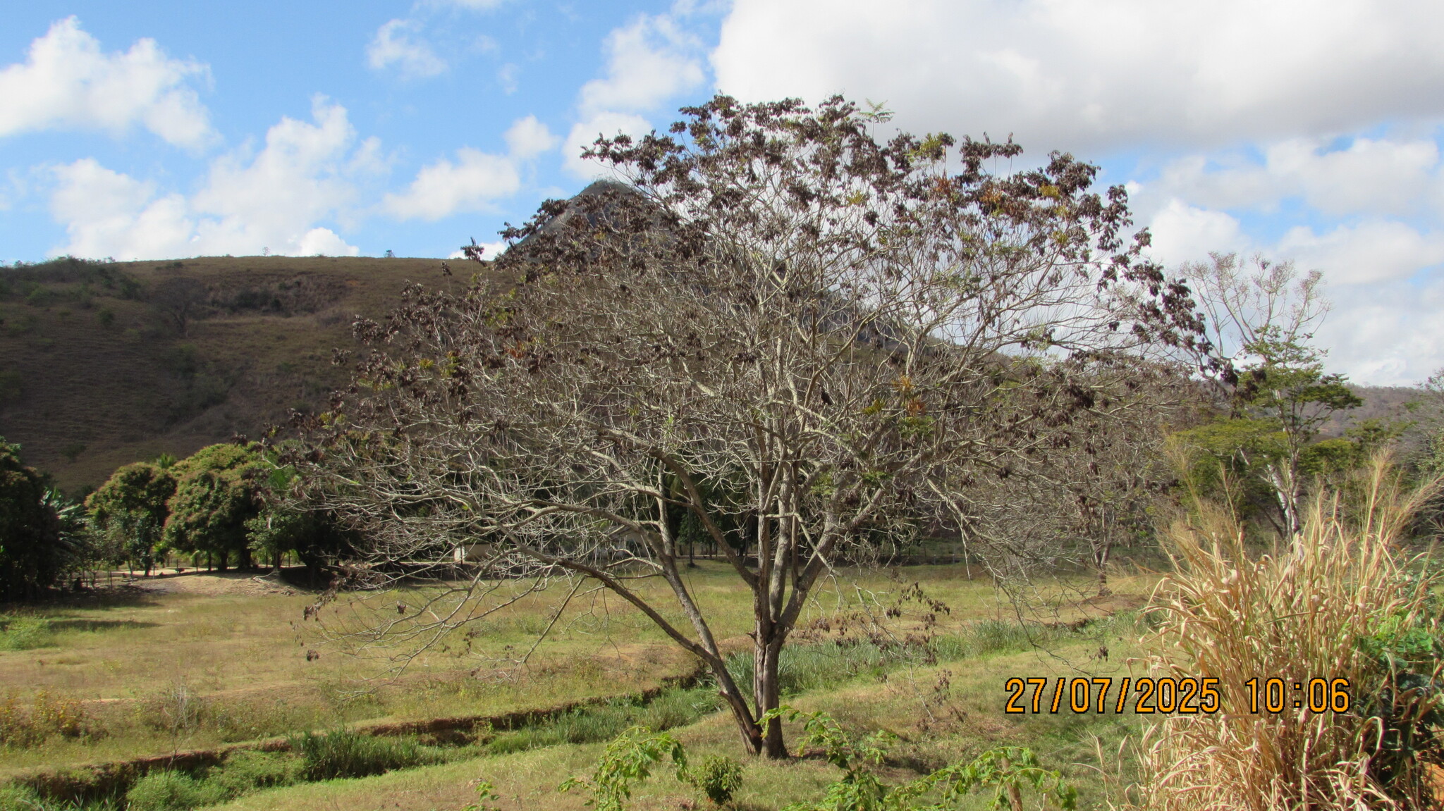 Peltophorum dubium