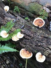 Microporus